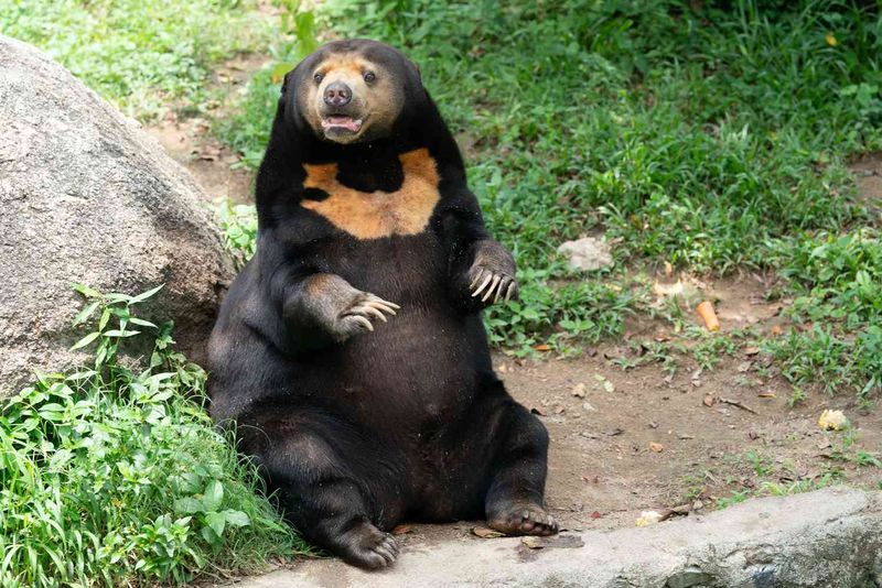 „Plimbați ursul!” Acuzații la adresa unei grădine zoo din China, după ce angajații s-ar fi deghizat în urși