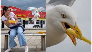 Pescărușii "au preluat controlul" într-un oraș de pe litoral. "Sunt răi, îți fură mâncarea și nu te lasă să vorbești la telefon"