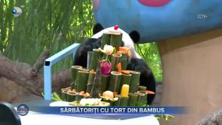 VIDEO - Sărbătoare mare la rezervația din Guangzou, China. Trei urși panda au &icirc;mplinit 9 ani și au avut parte de surprize inedite