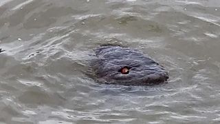 Un om a făcut o descoperire ciudată: anaconda sau „monstrul din Tamisa”?  Fotografia care a făcut înconjurul internetului!