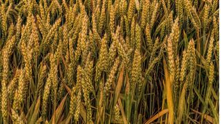 Câteva idei interesante de afaceri în domeniul prelucrării cerealelor