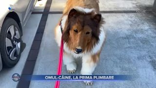 Omul-c&acirc;ine a avut prima apariție publică: Japonezul a cheltuit 20.000 de mii de dolari ca să se transforme &icirc;ntr-un patruped