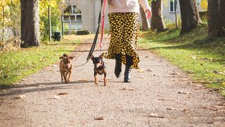 Locuitorii Capitalei vor fi obligați să &icirc;și plimbe c&acirc;inii &icirc;n parcuri doar cu lesă, ham sau botniță. Proprietarii de animale riscă amenzi de 1.000 de lei / Propunerea Primăriei Capitalei