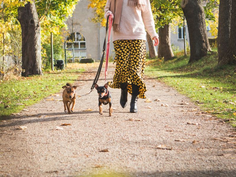 Locuitorii Capitalei vor fi obligați să își plimbe câinii în parcuri doar cu lesă, ham sau botniță. Proprietarii de animale riscă amenzi de 1.000 de lei / Propunerea Primăriei Capitalei