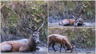 VIDEO - „Când nevoia de relaxare este acerbă". Imagini spectaculoase cu un cerb din Munții Făgăraș. Animalul sălbatic a fost filmat făcând baie într-o baltă