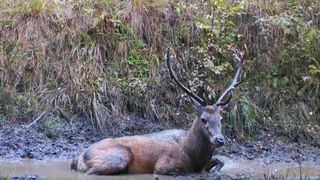 &bdquo;C&acirc;nd nevoia de relaxare este acerbă". Imagini spectaculoase cu un cerb din Munții Făgăraș. Animalul sălbatic a fost filmat făc&acirc;nd baie &icirc;ntr-o baltă
