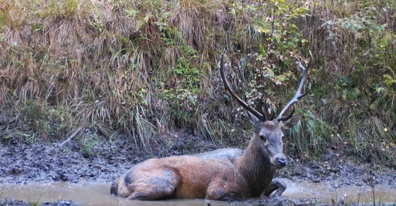 „Când nevoia de relaxare este acerbă". Imagini spectaculoase cu un cerb din Munții Făgăraș. Animalul sălbatic a fost filmat făcând baie într-o baltă