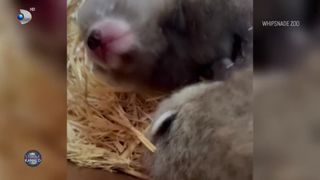 Bucurie fără margini la Grădina Zoologică din Anglia: O pereche de gemeni panda roșu, pe cale de dispariție, au venit pe lume