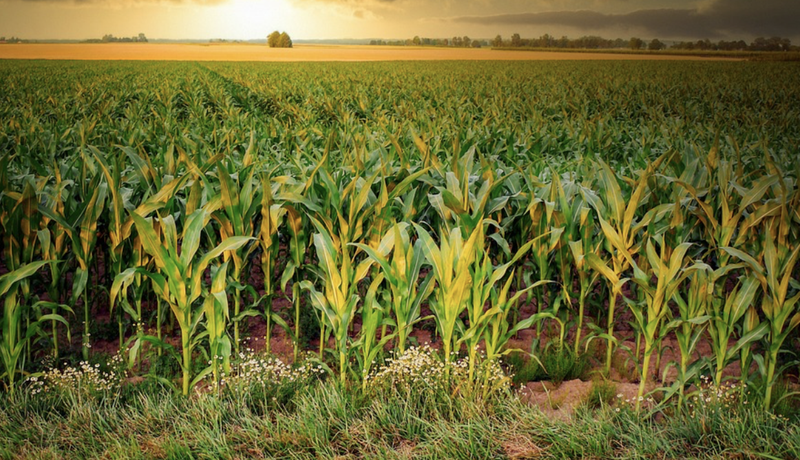 Descoperirea făcută lângă un lan de porumb, la limita dintre Botoșani și Suceava. Un cadavru a fost găsit înfășurat în scotch