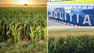 Un cadavru a fost găsit înfășurat în scotch, într-un lan de porumb. Poliția anunță că nu ar fi fost uman, ci de câine