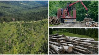 Lupta pentru salvarea pădurilor "sacre" din Carpați de exploatările forestiere