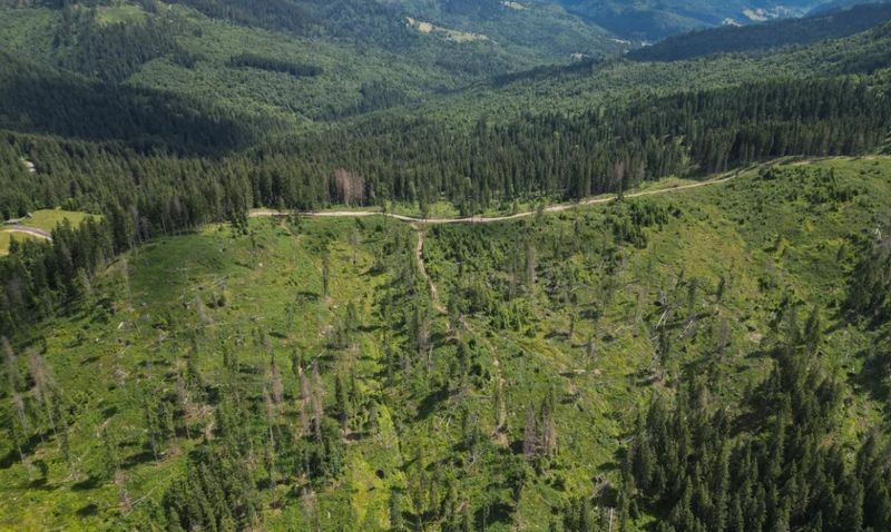 Pădurile virgine din lanțul muntos, care se întind pe o distanță de 1.500 km de-a lungul a opt națiuni din Europa Centrală, sunt, de asemenea, importante pentru atenuarea schimbărilor climatice.