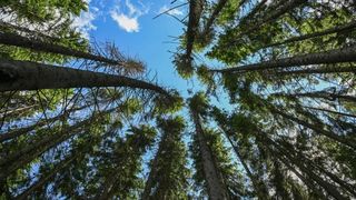 Arbori de molid &icirc;n Valea Tarhaus, &icirc;n apropiere de satul Ghimeș-Făget, &icirc;n centrul Transilvaniei, Rom&acirc;nia.
