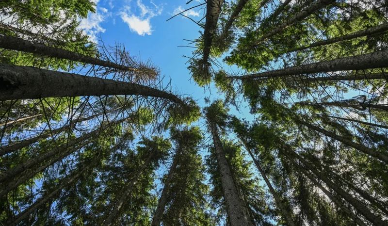Arbori de molid în Valea Tarhaus, în apropiere de satul Ghimeș-Făget, în centrul Transilvaniei, România.