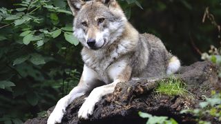 Lupul care a devenit celebru pentru parcurgerea a 1.900 de km în timpul migrației în Europa, a fost ucis. A fost împușcat de un copil de nouă ani, în Ungaria