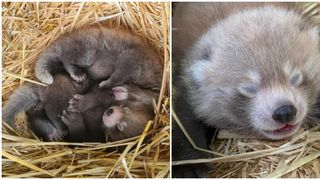 VIDEO. Bucurie la o grădină zoologică din UK! Doi pui de panda roșu au fost venit pe lume, salvând specia pe cale de dispariție. Cântăresc cât o banană