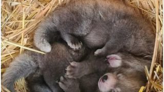Puii s-au născut pe 25 iunie la grădina zoologică Whipsnade din Whipsnade, Anglia.