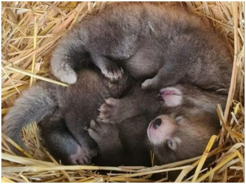 Puii s-au născut pe 25 iunie la grădina zoologică Whipsnade din Whipsnade, Anglia.