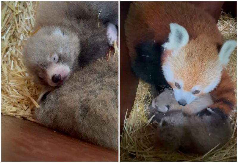 Panda roșii sunt amenințați de dispariția bambusului.