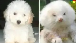 Țeapa pe care și-a luat-o un iubitor de animale! Câinele de rasă pe care îl cumpărase era de fapt o rozătoare modificată genetic. Cât a plătit pentru animal cu „pedigree”