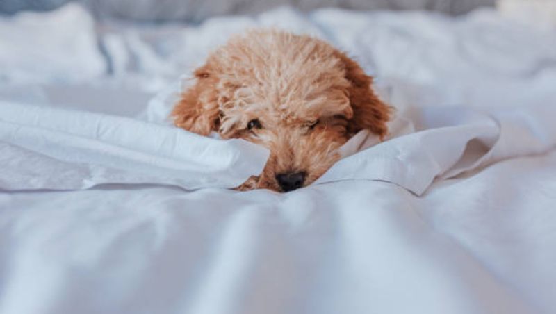 Țeapa pe care și-a luat-o un iubitor de animale! Câinele de rasă pe care îl cumpărase era de fapt o rozătoare modificată genetic. Cât a plătit pentru animal cu „pedigree”