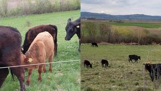 Mai multe vaci de rasă au fost furate de pe un câmp din Sibiu. Hoții le-au băgat într-un camion cu lift și au plecat