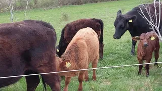 Mai multe vaci de rasă au fost furate de pe un c&acirc;mp din Sibiu. Hoții le-au băgat &icirc;ntr-un camion cu lift și au plecat