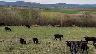 Mai multe vaci de rasă au fost furate de pe un c&acirc;mp din Sibiu. Hoții le-au băgat &icirc;ntr-un camion cu lift și au plecat