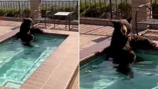 VIDEO - Imagini cu un urs relax&acirc;ndu-se &icirc;ntr-un jacuzzi. Animalul sălbatic se răcorea &icirc;ntr-o zi călduroasă: &bdquo;Am &icirc;nceput să țip!&rdquo;