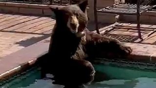  Imagini incredibile cu un urs relax&acirc;ndu-se &icirc;ntr-un jacuzzi. Animalul sălbatic se răcorea &icirc;ntr-o zi călduroasă: &bdquo;Am &icirc;nceput să țip!&rdquo;