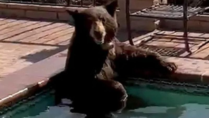  Imagini incredibile cu un urs relaxându-se într-un jacuzzi. Animalul sălbatic se răcorea într-o zi călduroasă: „Am început să țip!”