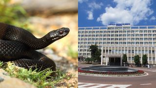 Un copil de 13 ani a fost mușcat de o viperă &icirc;n curtea casei. El a fost internat la Spitalul Județean Suceava