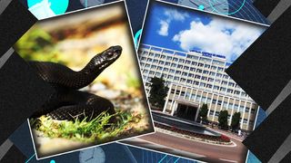 Un copil de 13 ani a fost mușcat de o viperă în curtea casei. El a fost internat la Spitalul Județean Suceava