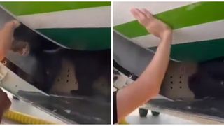 Iraqi Airways a declarat s&acirc;mbătă că procedurile de transport al ursului au fost efectuate &icirc;n conformitate cu legea și cu procedurile și standardele aprobate de Asociația Internațională de Transport Aerian.