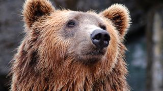 Păstrarea animalelor de pradă ca animale de companie &icirc;n Irak - &icirc;n special &icirc;n Bagdad - a devenit populară &icirc;n r&acirc;ndul celor bogați.&nbsp;