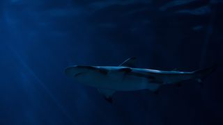 Luna trecută au fost raportate mai multe atacuri de rechini la nord-est de Rockaway.