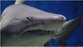 Femeie în stare critică după ce a fost atacată de rechini pe o plajă din New York City