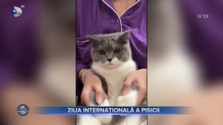 VIDEO - Ziua Internațională a Pisicii. Felinele vedete pe internet