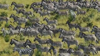 Dacă vezi tigrul ascuns între zebre, ai un simț de observație de nota 10