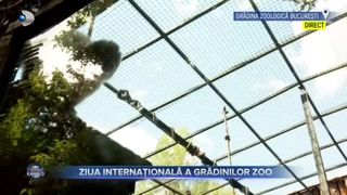 VIDEO - Ziua internațională a Grădinilor Zoologice - 9 august: Cu au fost sărbătorite animalele de la Grădina Zoologică Bucureşti