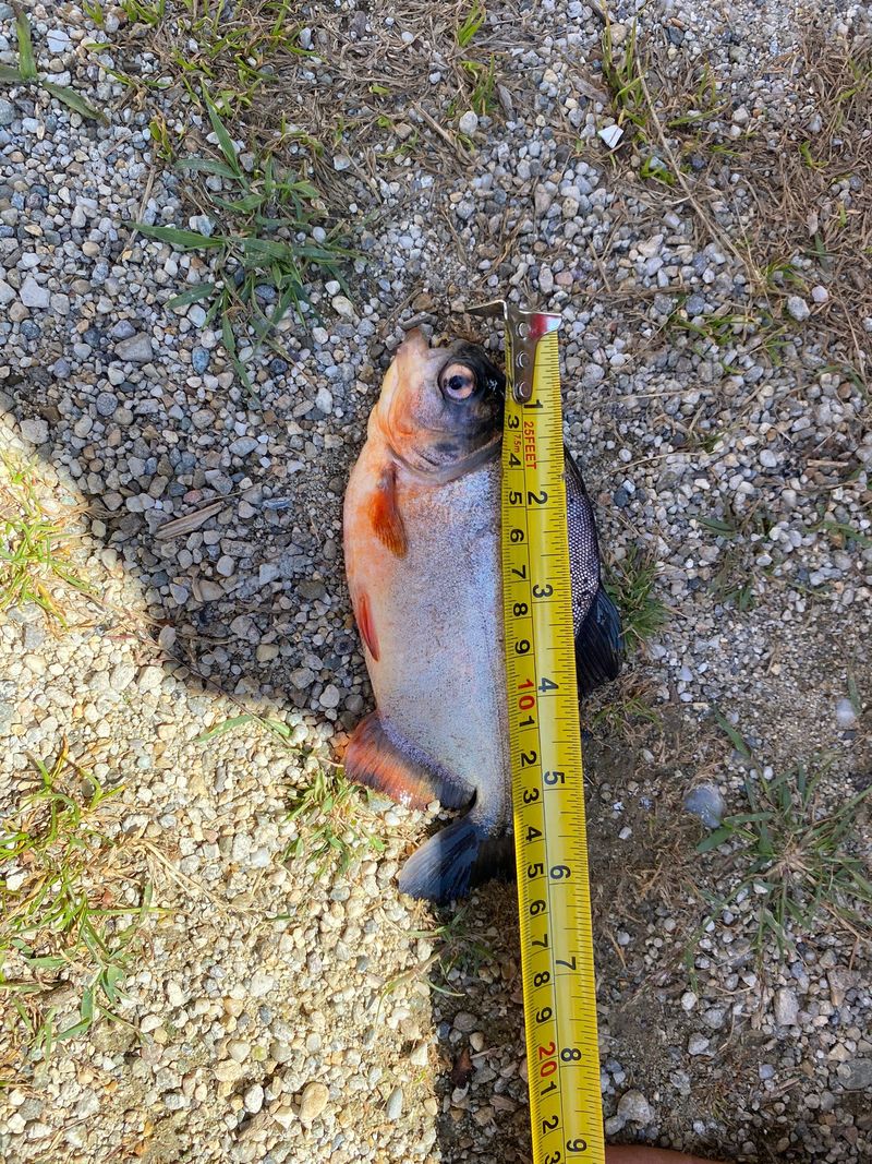 Captură de zile mari în râul Timiș! Un pescar a prins un exemplar de Piranha