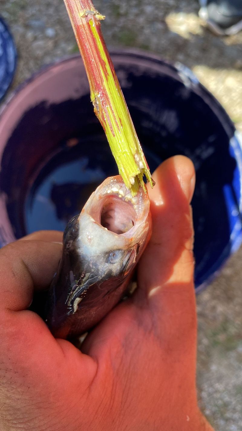 Captură de zile mari în râul Timiș! Un pescar a prins un exemplar de Piranha