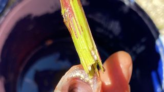 Captură de zile mari &icirc;n r&acirc;ul Timiș! Un pescar a prins un exemplar de Piranha