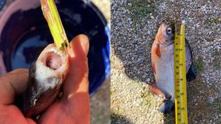 Captură de zile mari &icirc;n r&acirc;ul Timiș! Un pescar a prins un exemplar de Piranha