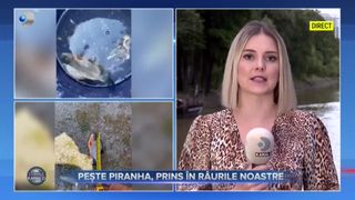 VIDEO - Exemplar neobișnuit &icirc;n r&acirc;ul Timiș: Un pescar a prins un pește piranha. Un astfel de peşte a fost capturat şi anul trecut, &icirc;n apele Crişului Repede 