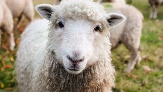 Un bărbat care și-a pus viața în pericol, a salvat o oaie blocată pe stâncă. ,,Nu-mi place să văd animale suferind sau în primejdie. Mai ales dacă pot ajuta"