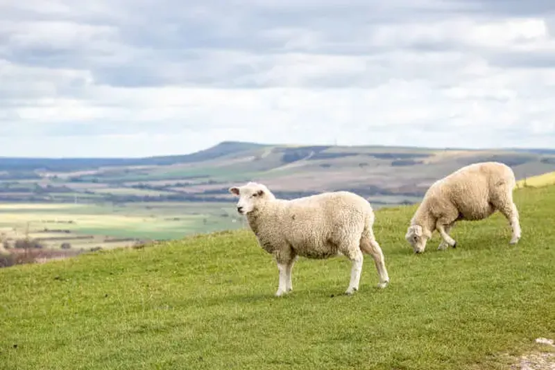 Un bărbat care și-a pus viața în pericol, a salvat o oaie blocată pe stâncă