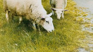 Un bărbat care și-a pus viața &icirc;n pericol, a salvat o oaie blocată pe st&acirc;ncă