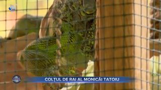VIDEO- Colțul de rai al Monicăi Tatoiu. Are o lume plină de viețuitoare și plante. Cum arată paradisul Monicăi Tatoiu