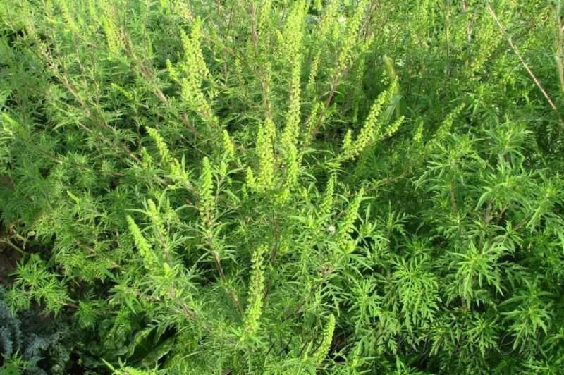 Suntem în plin sezon de alergie la ambrozie